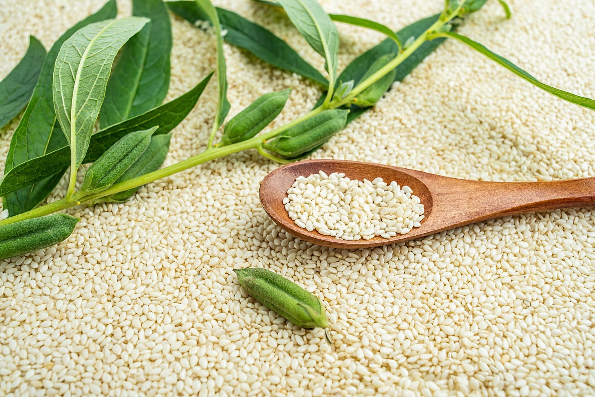 Sesame seeds with plant background
